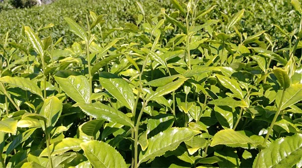 植物が枯れる原因は根にあり！プロが教える5つのチェック方法
