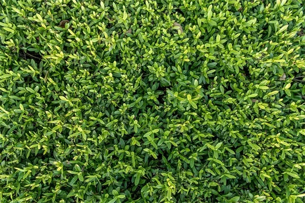 6月に剪定しないと後悔する8つの植物と正しいタイミング