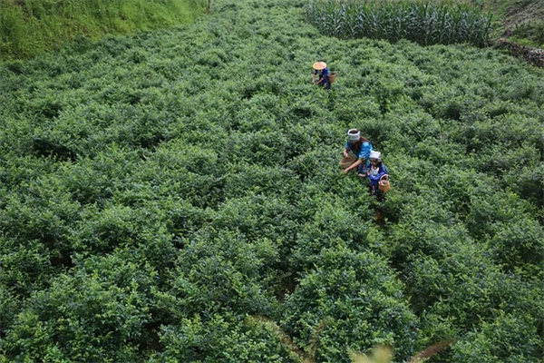 室内植物の自動水やりシステムの作り方とおすすめ比較