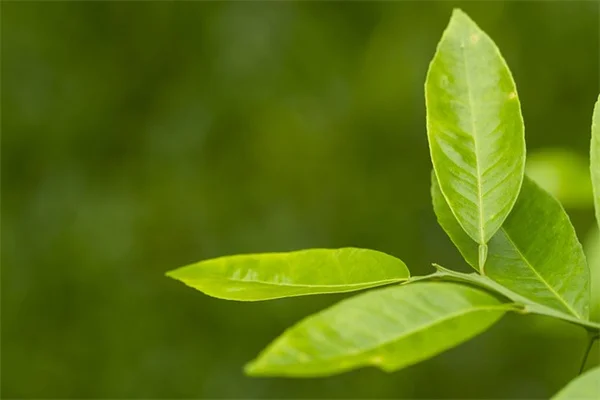 【保存版】木の植え方、よくある10の失敗と正しい手順